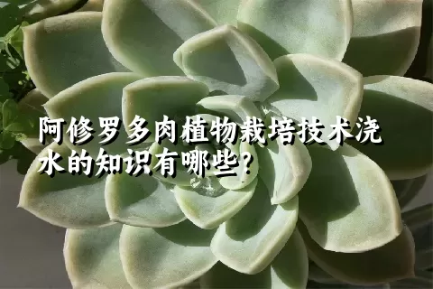 阿修罗多肉植物栽培技术浇水的知识有哪些？