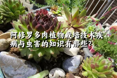 阿修罗多肉植物栽培技术疾病与虫害的知识有那些？ 