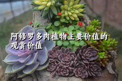 阿修罗多肉植物主要价值的观赏价值