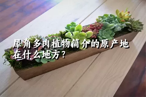 犀角多肉植物简介的原产地在什么地方？