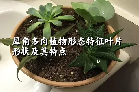 犀角多肉植物形态特征叶片形状及其特点