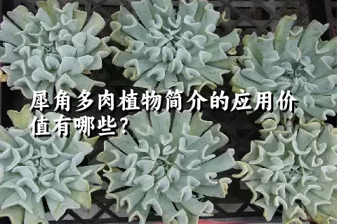 犀角多肉植物简介的应用价值有哪些？