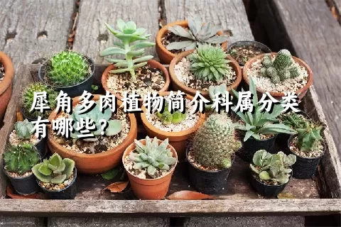 犀角多肉植物简介科属分类有哪些？