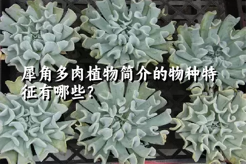 犀角多肉植物简介的物种特征有哪些？