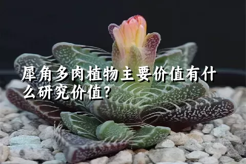 犀角多肉植物主要价值有什么研究价值？