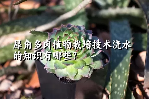 犀角多肉植物栽培技术浇水的知识有哪些？