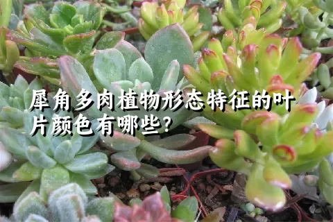 犀角多肉植物形态特征的叶片颜色有哪些？