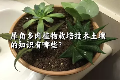 犀角多肉植物栽培技术土壤的知识有哪些？