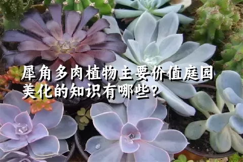 犀角多肉植物主要价值庭园美化的知识有哪些？