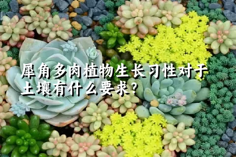 犀角多肉植物生长习性对于土壤有什么要求？	