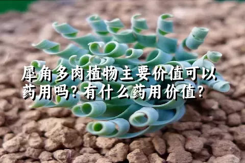 犀角多肉植物主要价值可以药用吗？有什么药用价值？