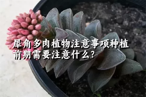 犀角多肉植物注意事项种植前期需要注意什么？ 