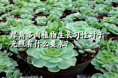 犀角多肉植物生长习性对于光照有什么要求？