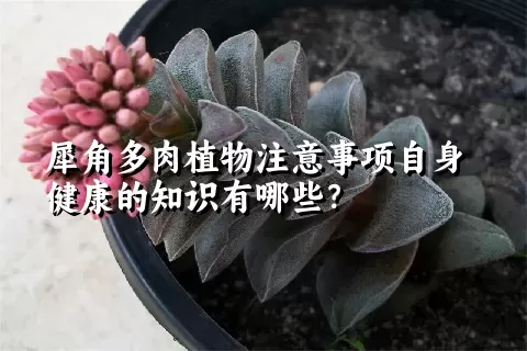 犀角多肉植物注意事项自身健康的知识有哪些？