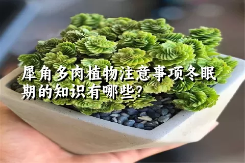 犀角多肉植物注意事项冬眠期的知识有哪些？