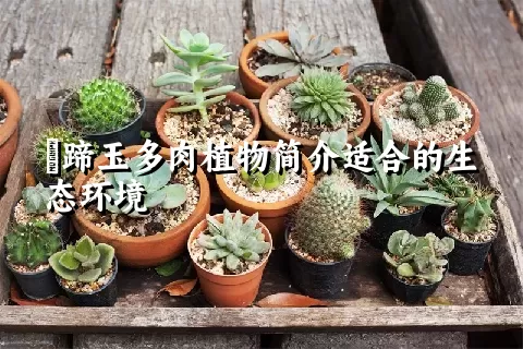 擬蹄玉多肉植物简介适合的生态环境