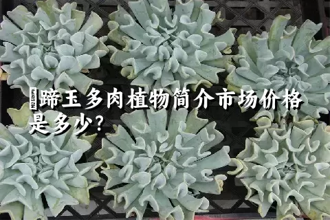 擬蹄玉多肉植物简介市场价格是多少？