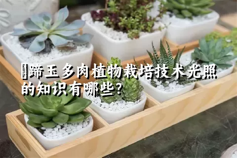 擬蹄玉多肉植物栽培技术光照的知识有哪些？ 