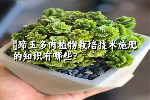 擬蹄玉多肉植物栽培技术施肥的知识有哪些？ 