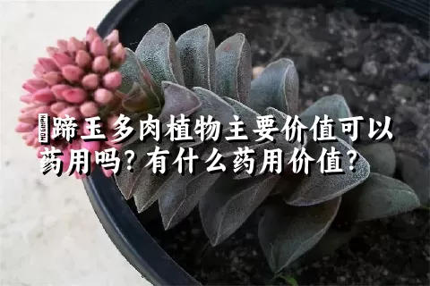 擬蹄玉多肉植物主要价值可以药用吗？有什么药用价值？