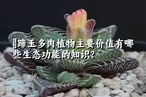 擬蹄玉多肉植物主要价值有哪些生态功能的知识？