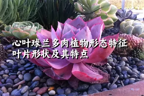 心叶球兰多肉植物形态特征叶片形状及其特点