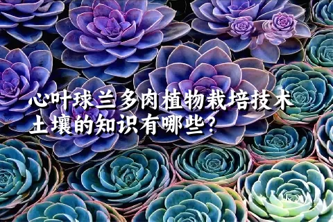 心叶球兰多肉植物栽培技术土壤的知识有哪些？