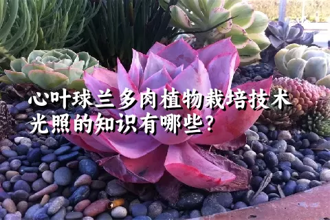 心叶球兰多肉植物栽培技术光照的知识有哪些？ 