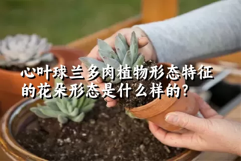 心叶球兰多肉植物形态特征的花朵形态是什么样的？