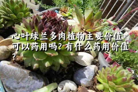 心叶球兰多肉植物主要价值可以药用吗？有什么药用价值？