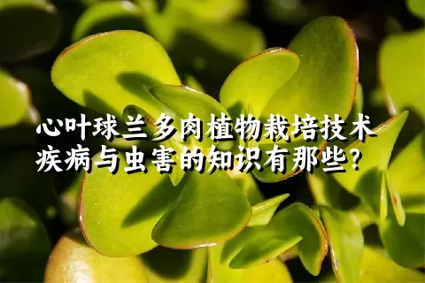 心叶球兰多肉植物栽培技术疾病与虫害的知识有那些？ 