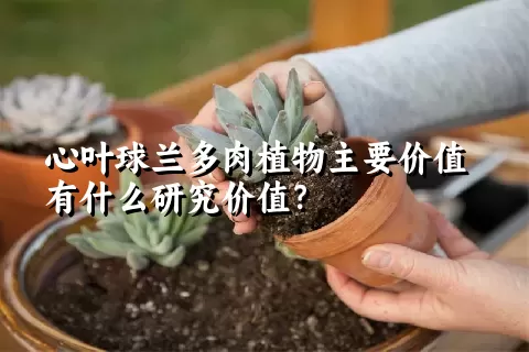 心叶球兰多肉植物主要价值有什么研究价值？