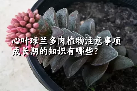 心叶球兰多肉植物注意事项成长期的知识有哪些？ 