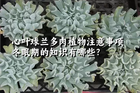 心叶球兰多肉植物注意事项冬眠期的知识有哪些？