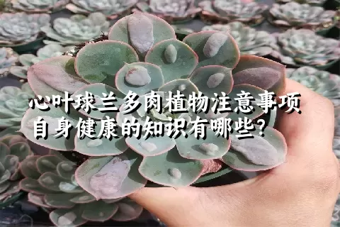 心叶球兰多肉植物注意事项自身健康的知识有哪些？