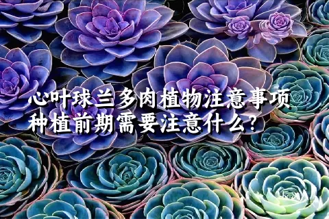 心叶球兰多肉植物注意事项种植前期需要注意什么？ 