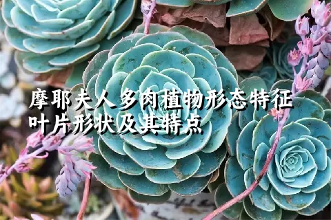 摩耶夫人多肉植物形态特征叶片形状及其特点