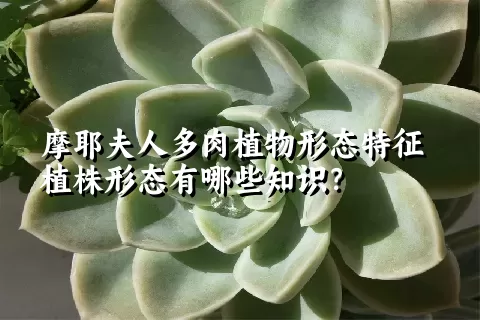 摩耶夫人多肉植物形态特征植株形态有哪些知识？