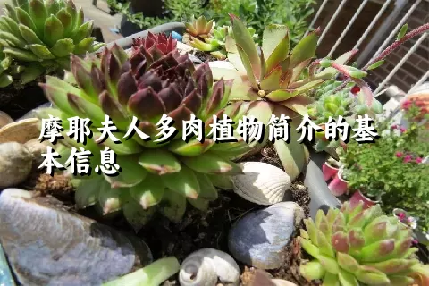 摩耶夫人多肉植物简介的基本信息