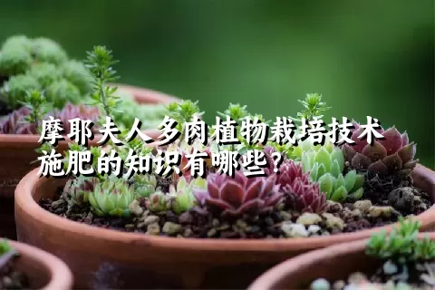 摩耶夫人多肉植物栽培技术施肥的知识有哪些？ 