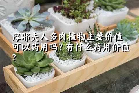 摩耶夫人多肉植物主要价值可以药用吗？有什么药用价值？