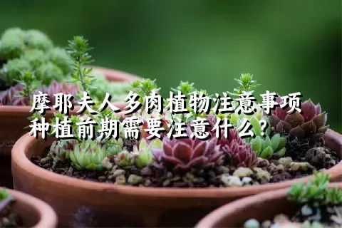 摩耶夫人多肉植物注意事项种植前期需要注意什么？ 