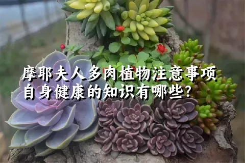 摩耶夫人多肉植物注意事项自身健康的知识有哪些？