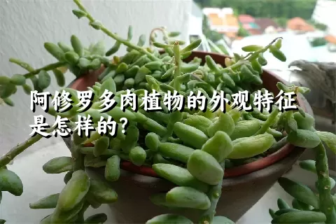 阿修罗多肉植物的外观特征是怎样的？