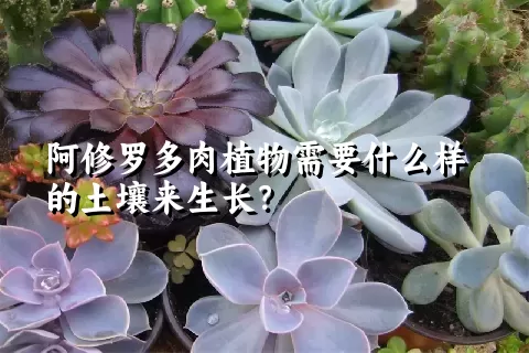 阿修罗多肉植物需要什么样的土壤来生长？