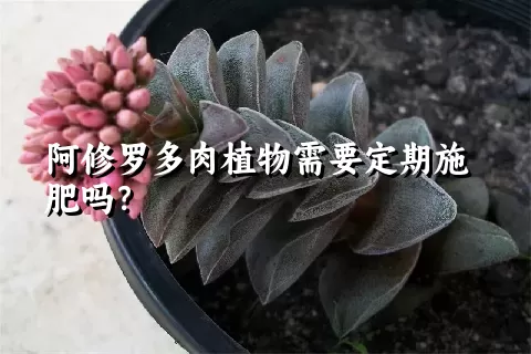 阿修罗多肉植物需要定期施肥吗？