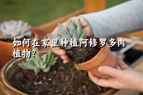 如何在家里种植阿修罗多肉植物？