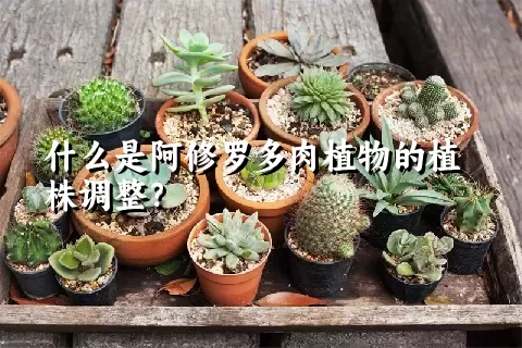 什么是阿修罗多肉植物的植株调整？