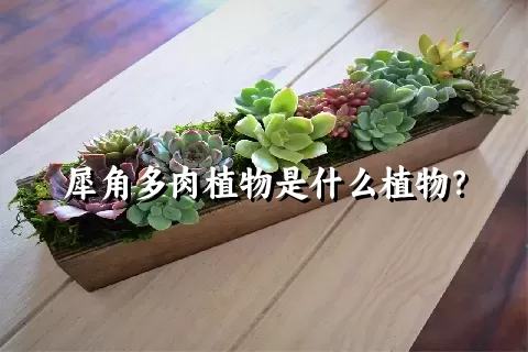 犀角多肉植物是什么植物？