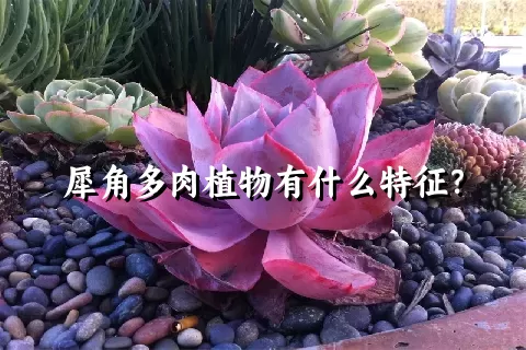 犀角多肉植物有什么特征？